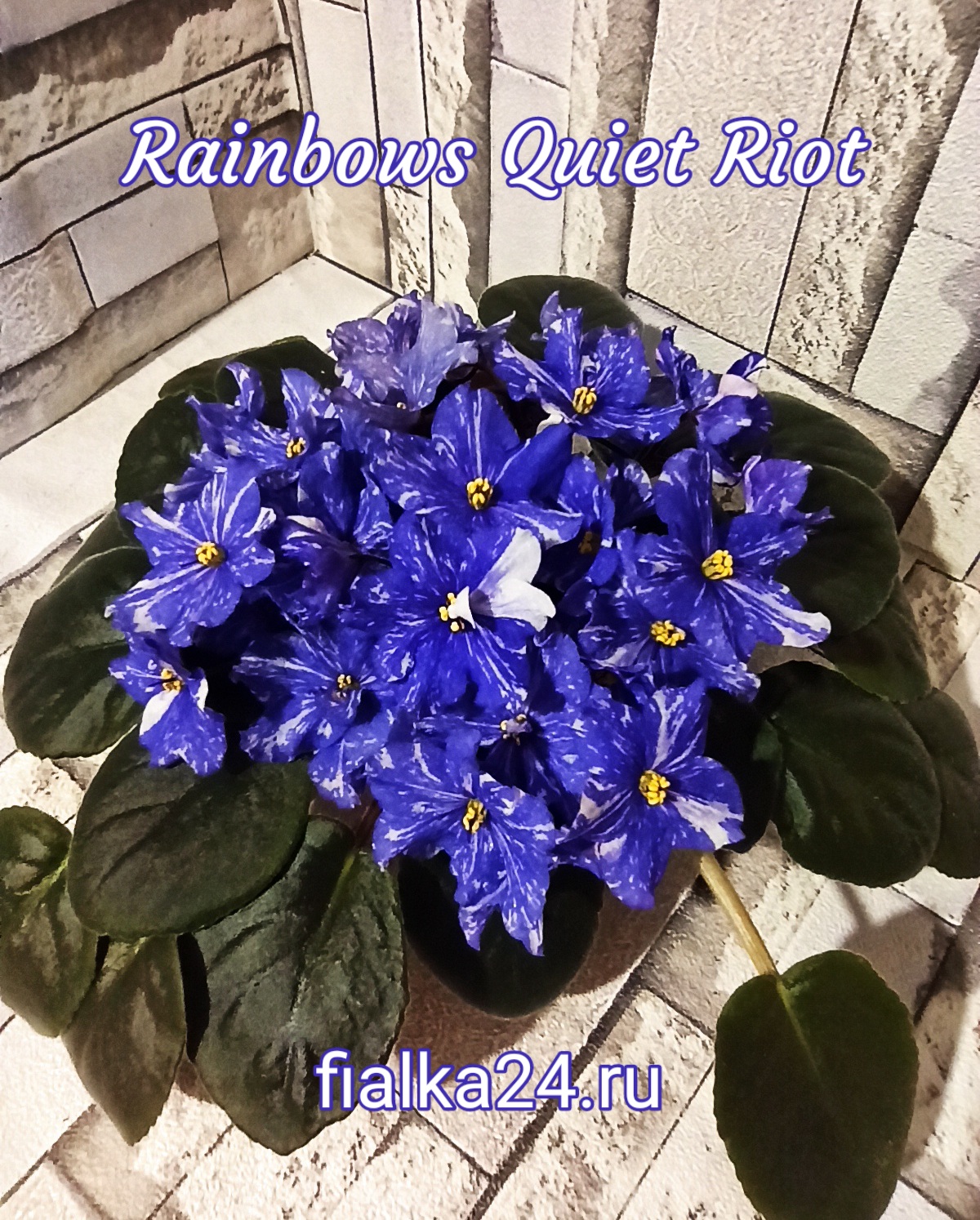 Rainbows Quiet Riot (Wasmund)