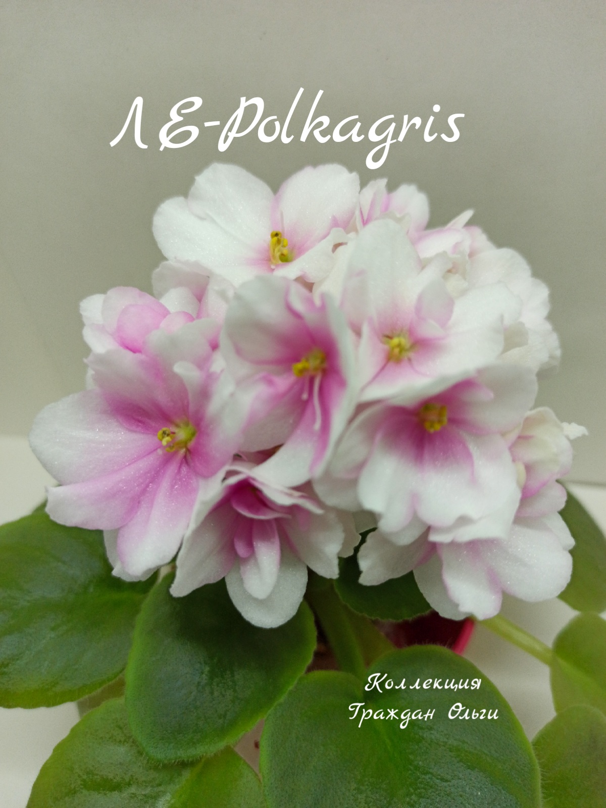 ЛЕ-Polkagris