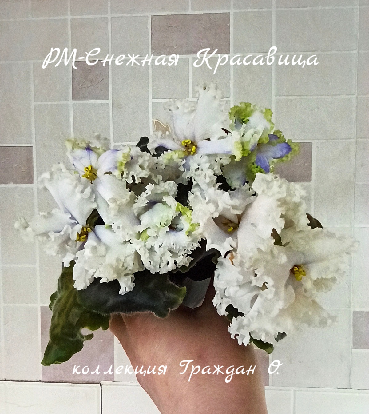 РМ-Снежная Красавица