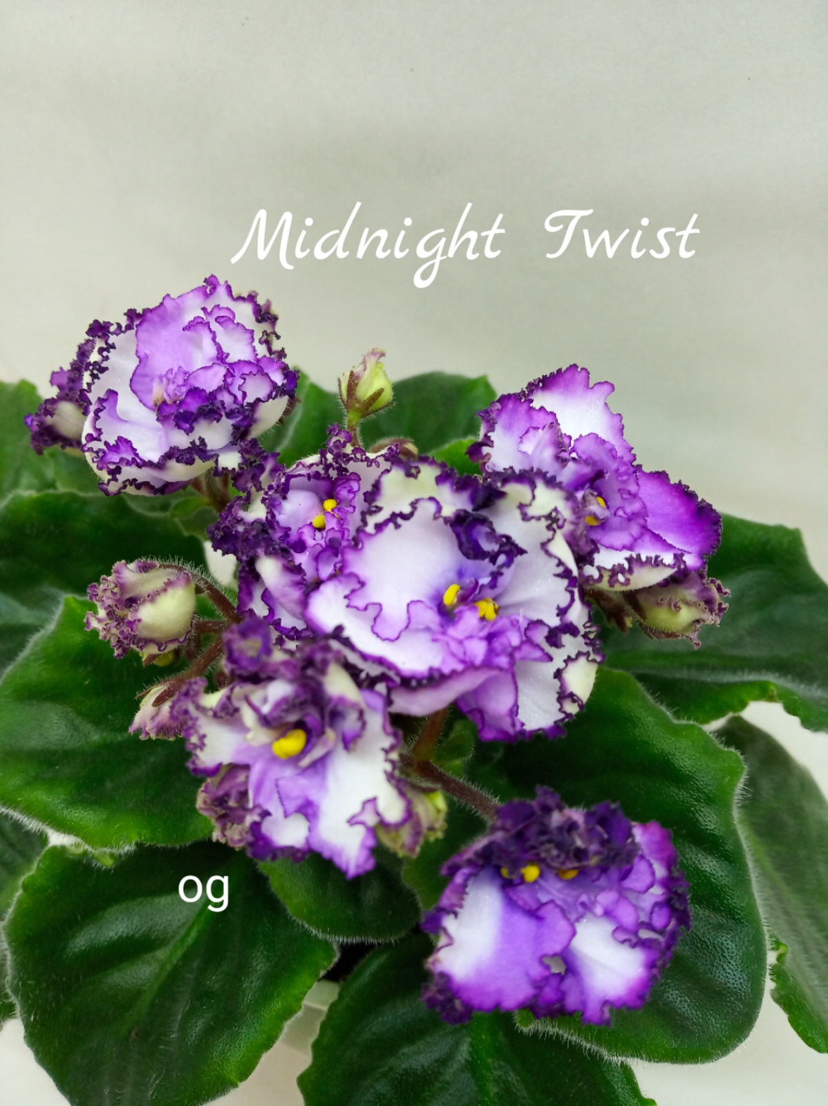 Midnight  Twist (Sorano)
