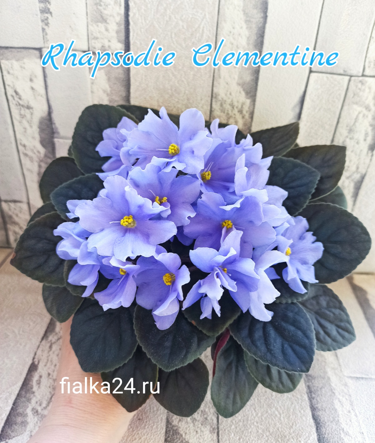 Optimara Rhapsodie Clementine (Holtkamp)