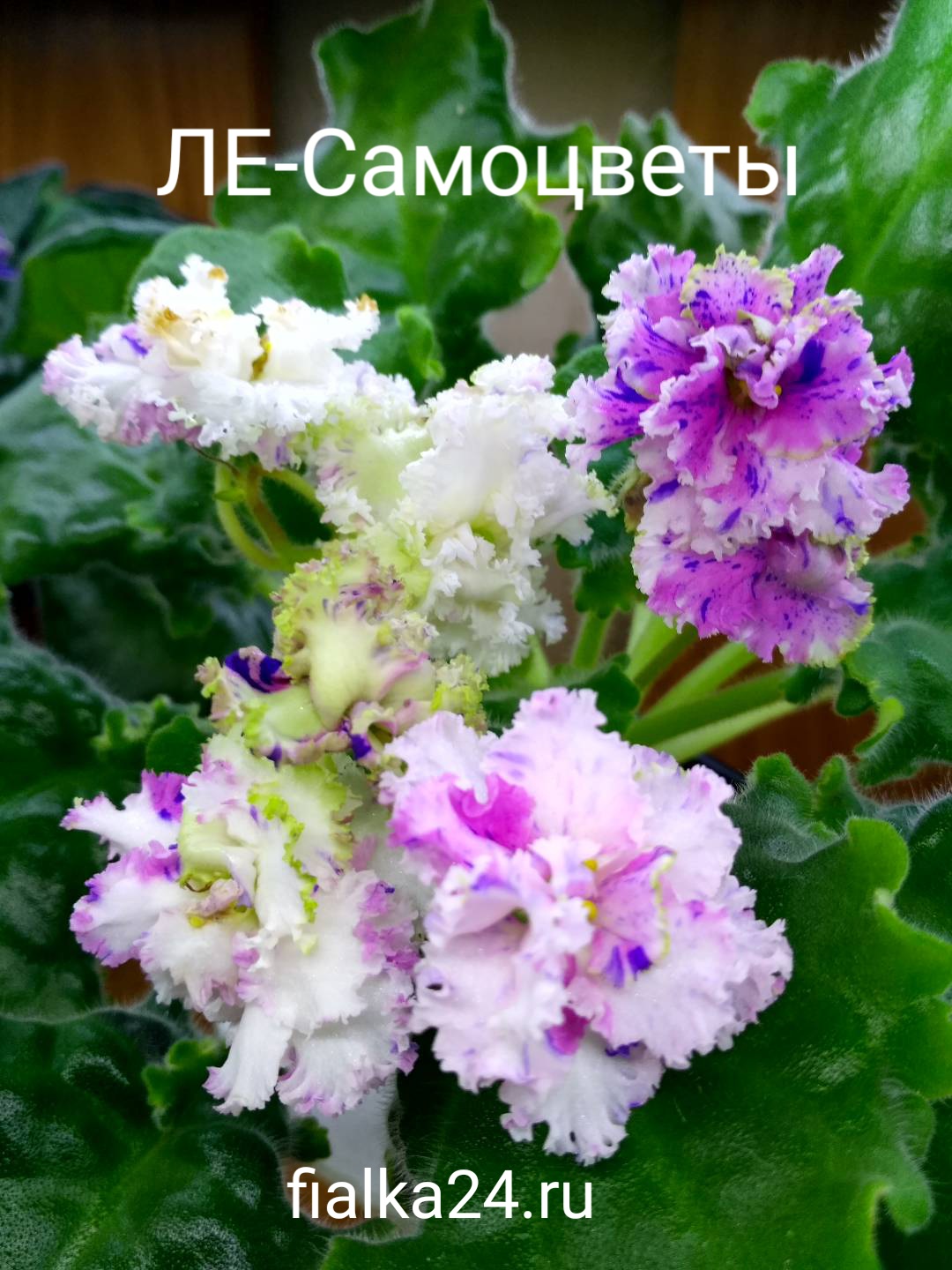 ЛЕ-Самоцветы