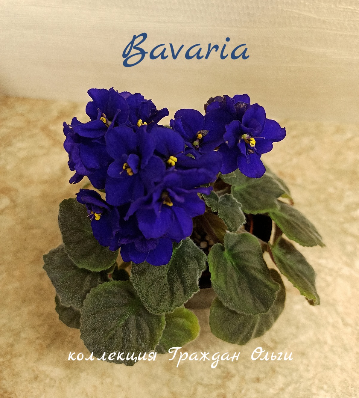 Bavaria (R.Behnke)