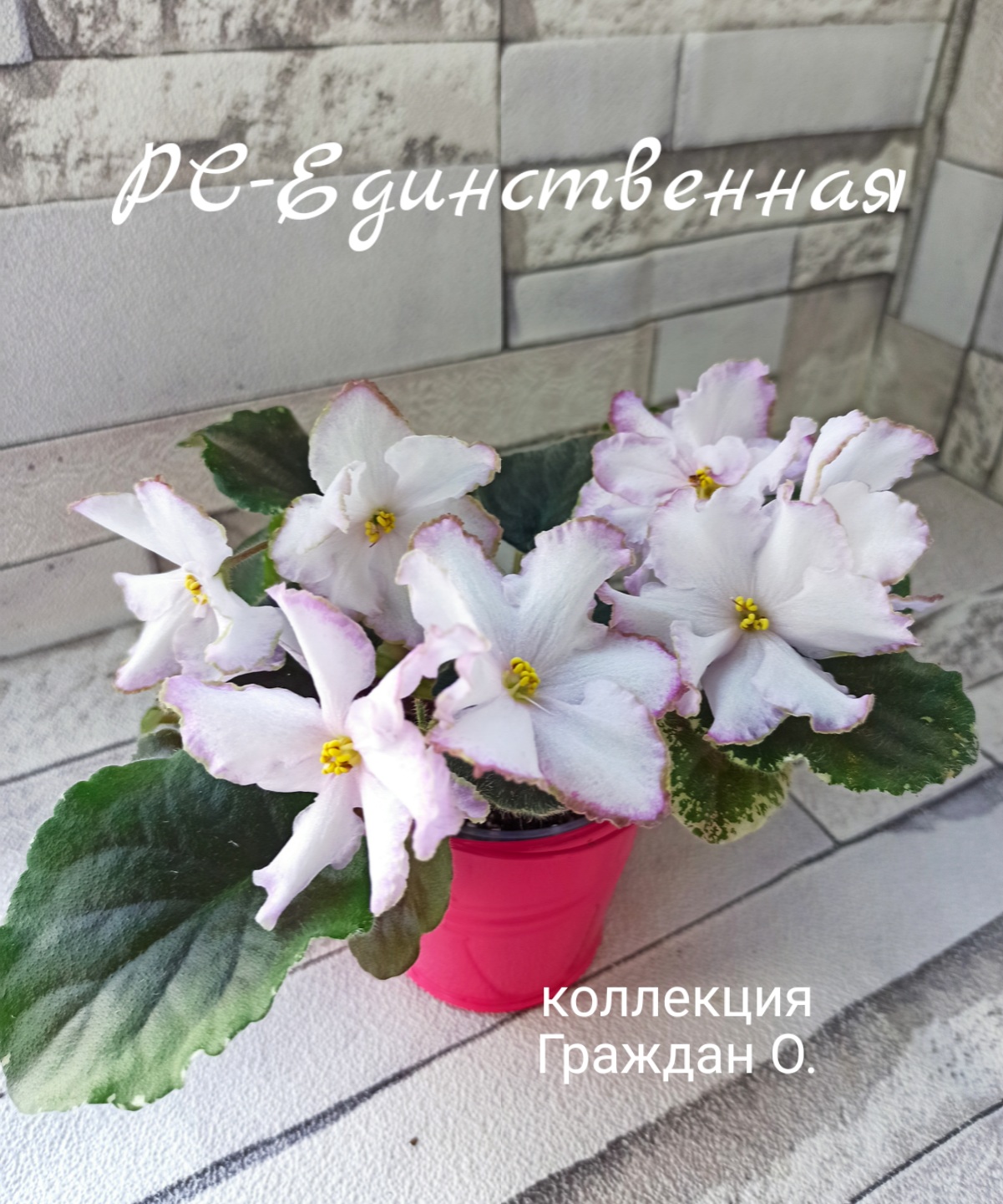 РС-Единственная