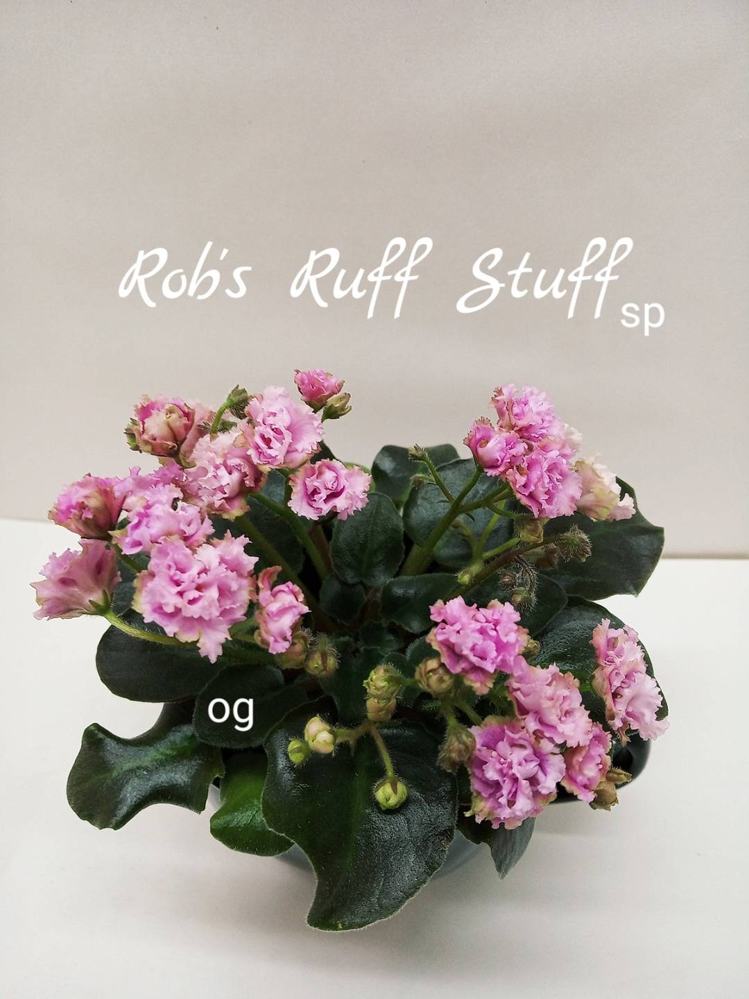 Rob’s Ruff Stuff (Robinson)