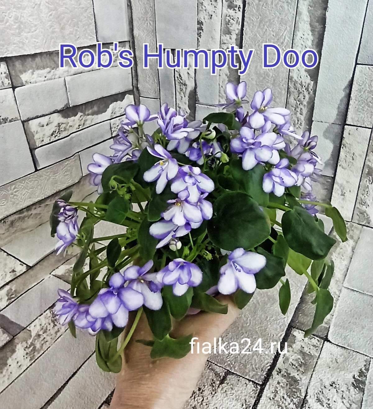 Rob's Humpty Doo (Robinson)
