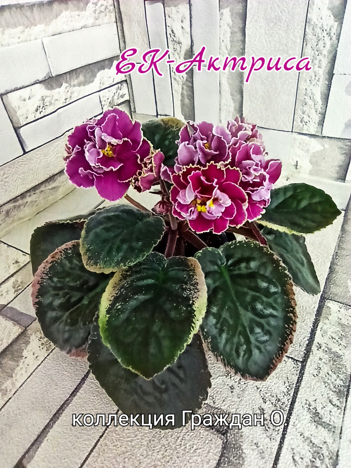 ЕК-Актриса