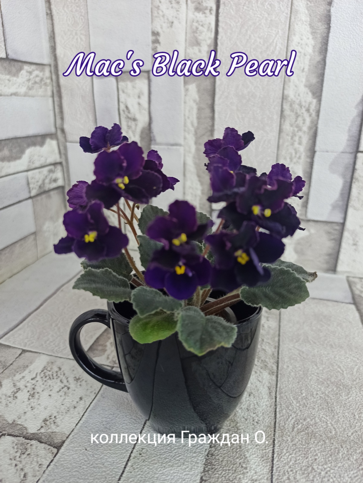 Mac's Black Pearl (McDonald)