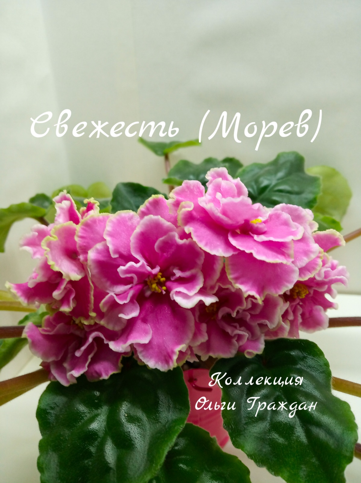 Свежесть