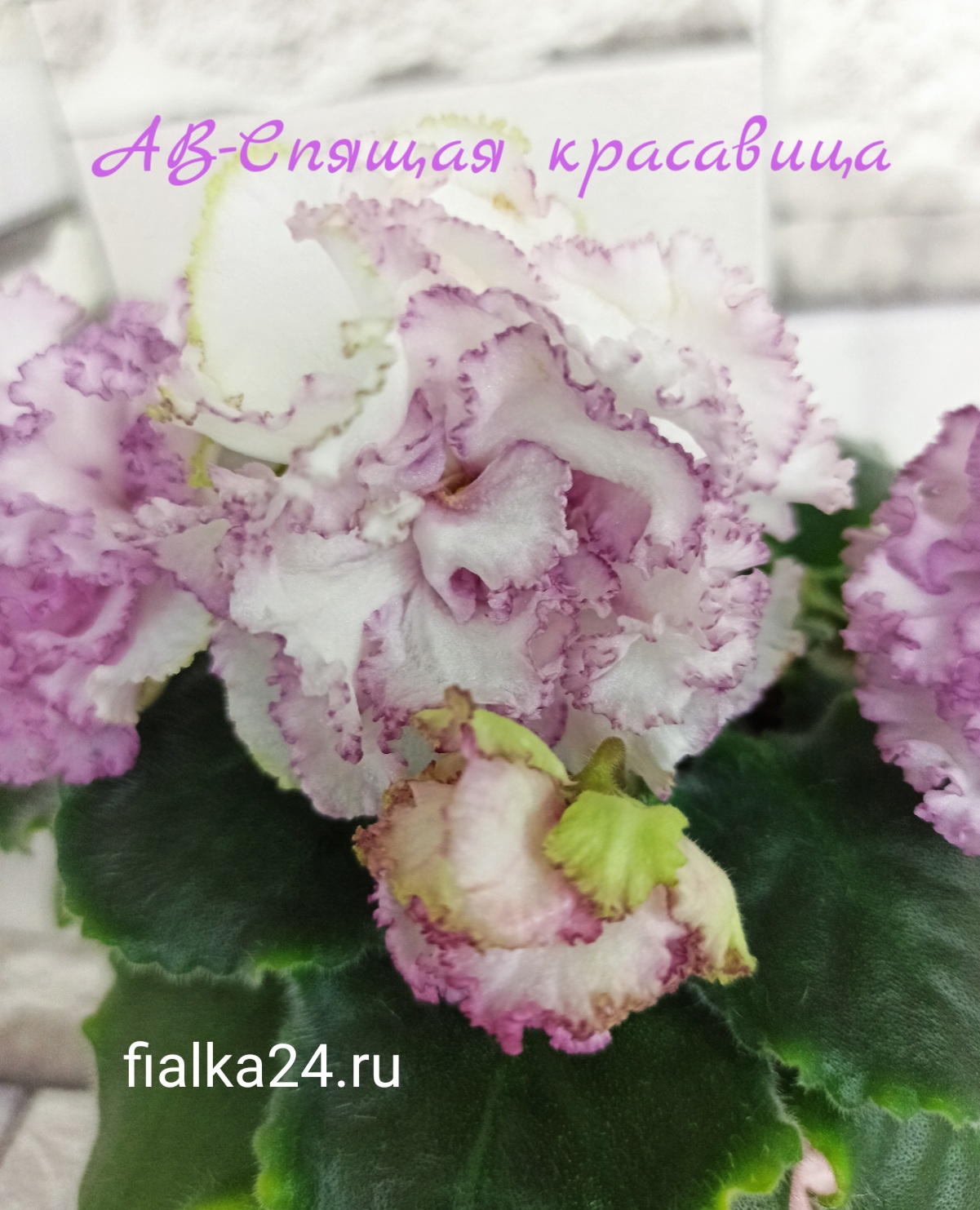АВ-Спящая Красавица