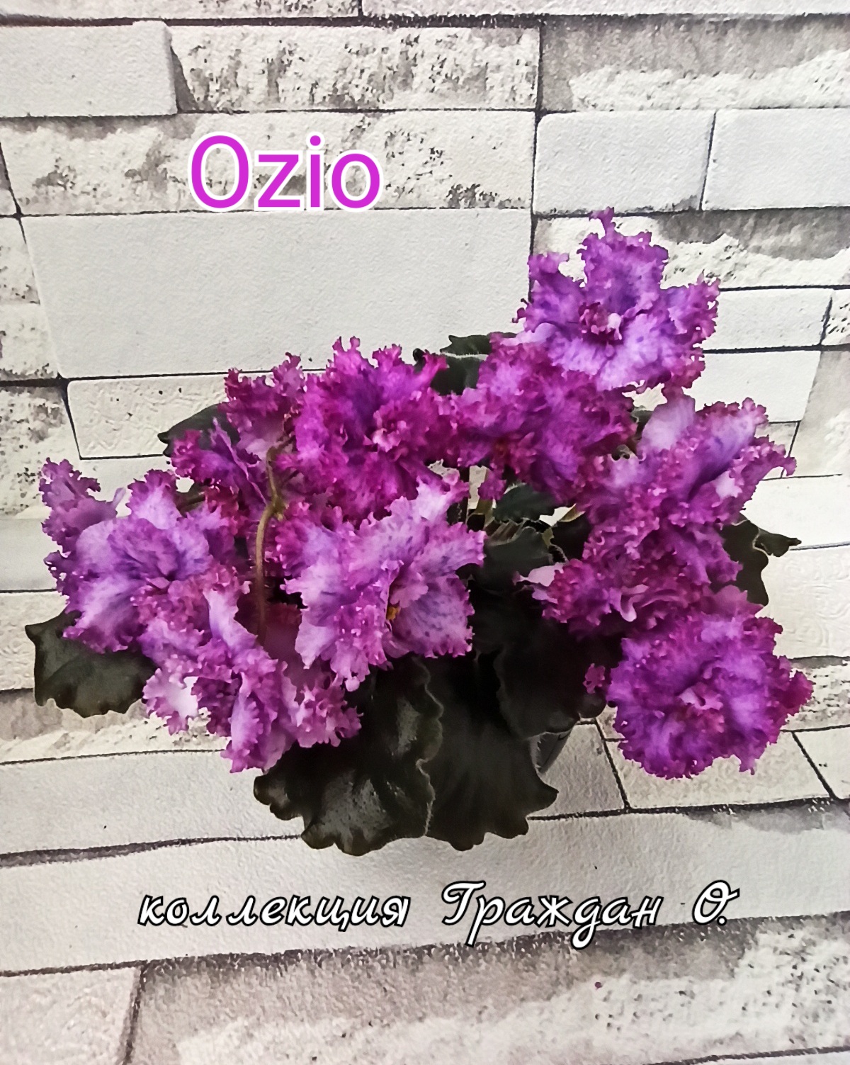 Ozio (Foster B.)