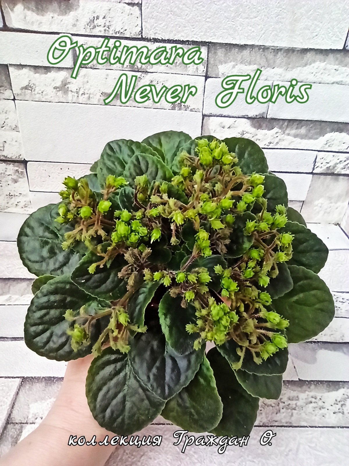 Optimara NeverFloris (Holtkamp)
