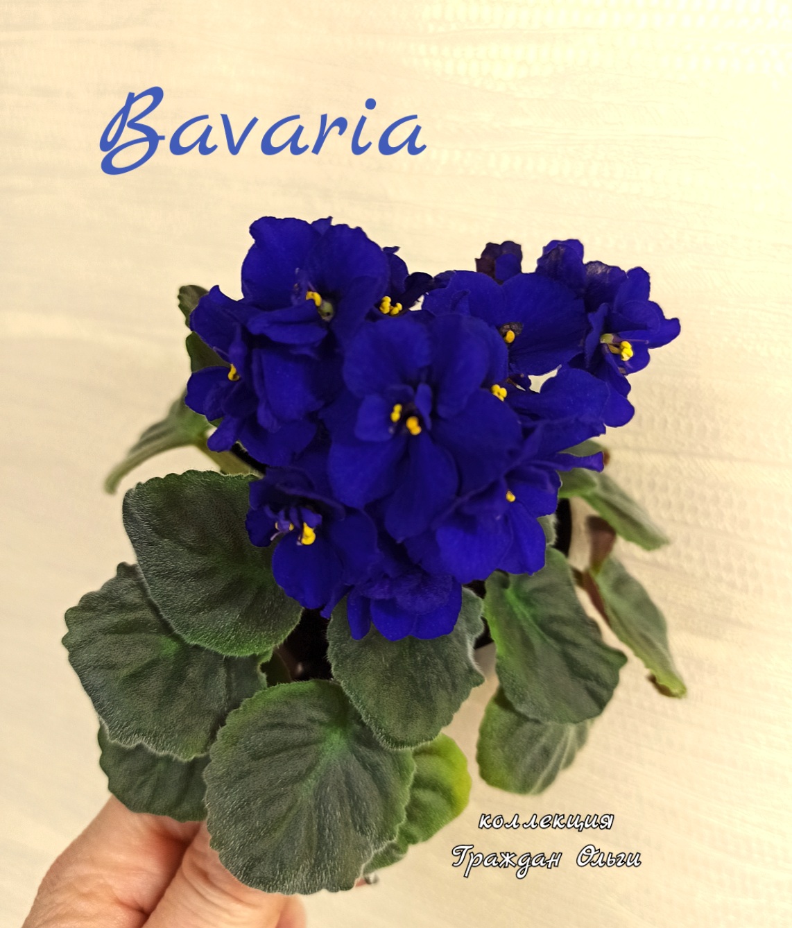 Bavaria (R.Behnke)