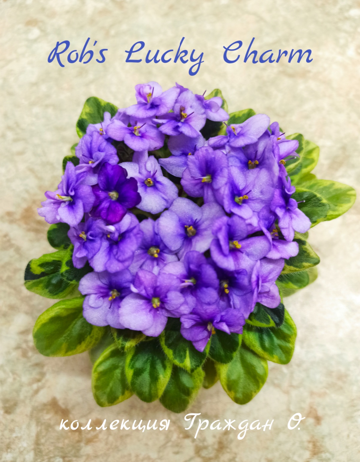 Rob's Lucky Charm (Robinson)