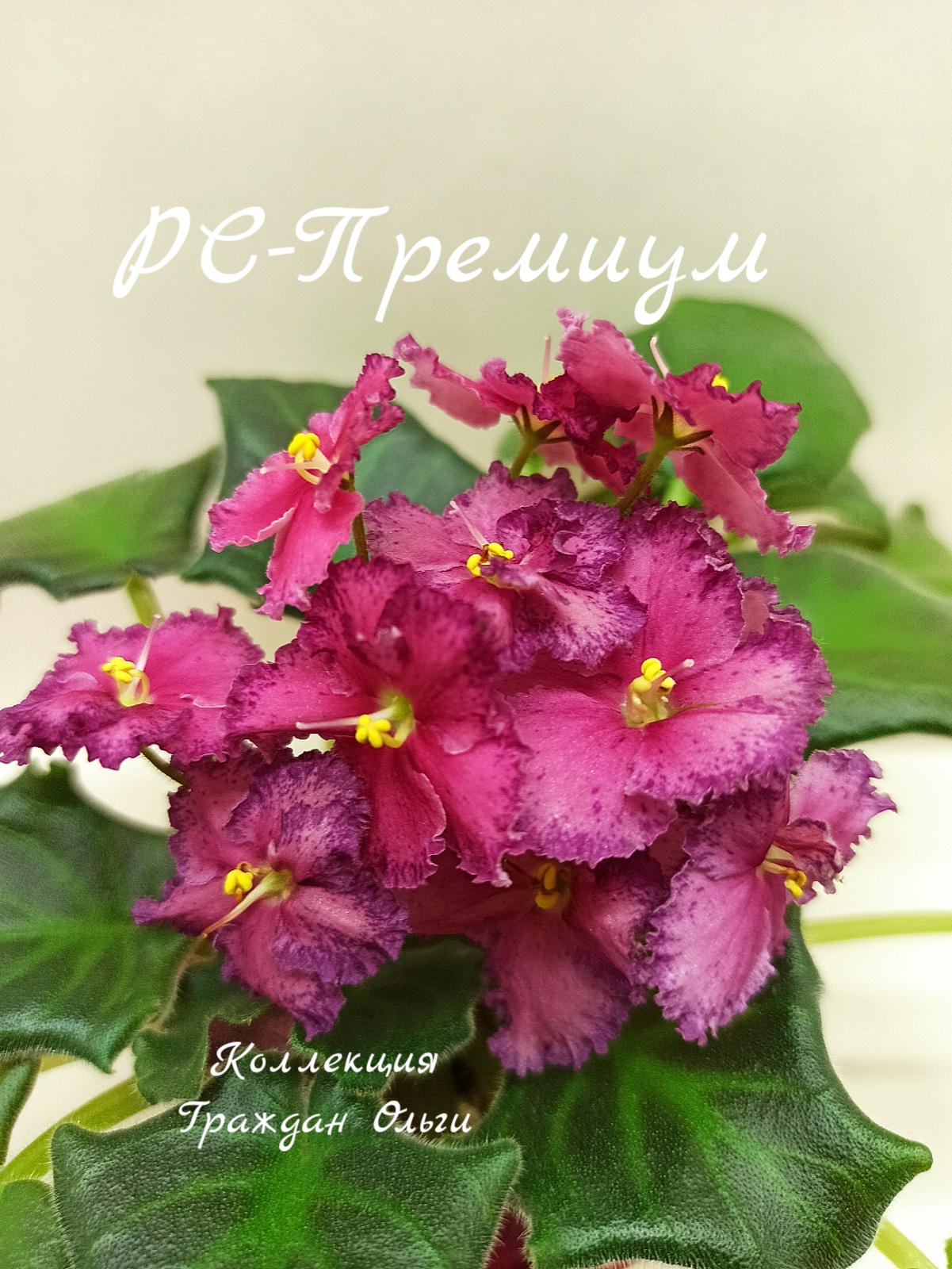 РС-Премиум