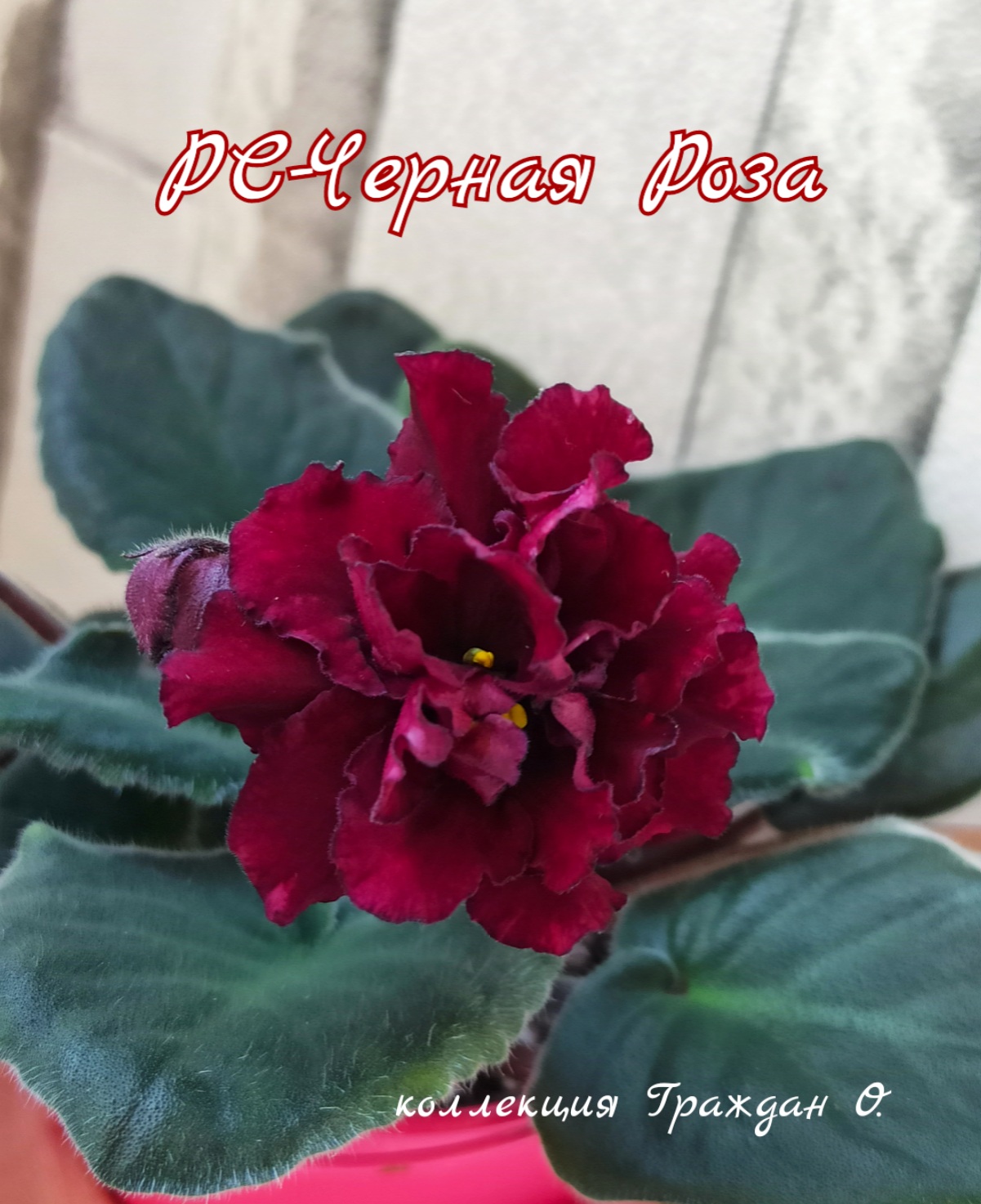 РС-Черная Роза
