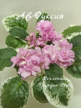 АВ-Фуксия