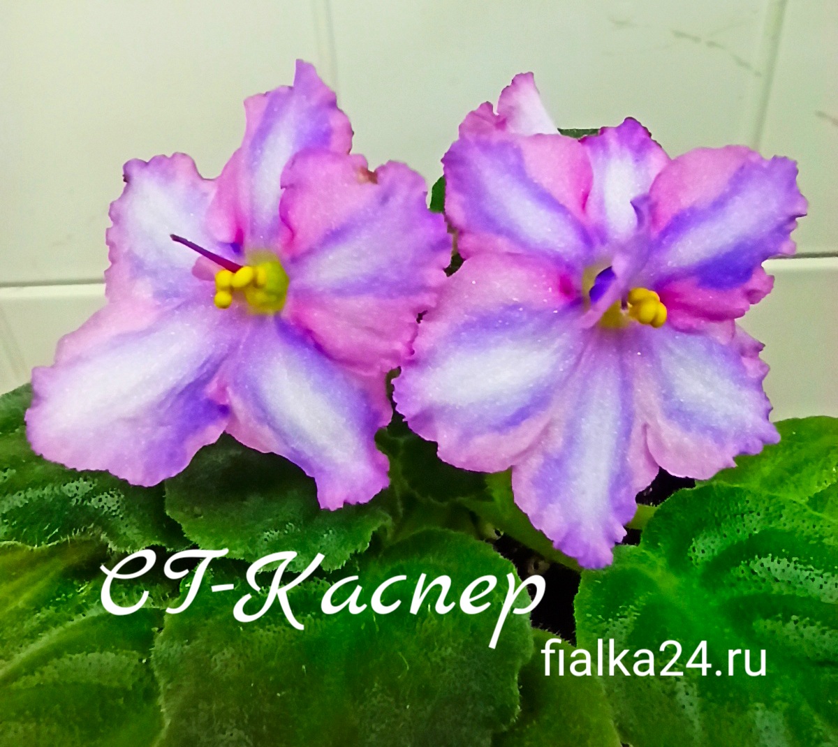 СГ-Каспер (Киселева/Голубцова)