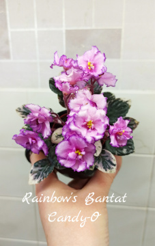 Rainbow's Bantat Candy-O (R.Wasmund)