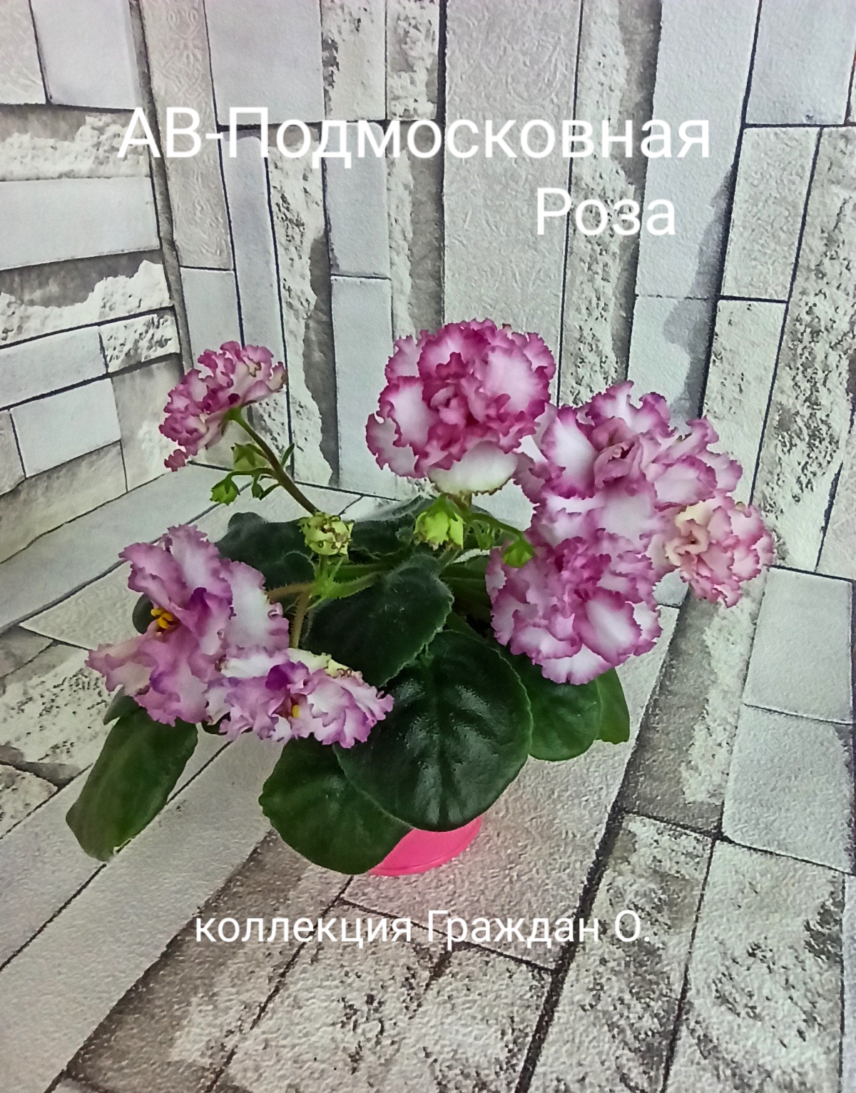 АВ-Подмосковная Роза