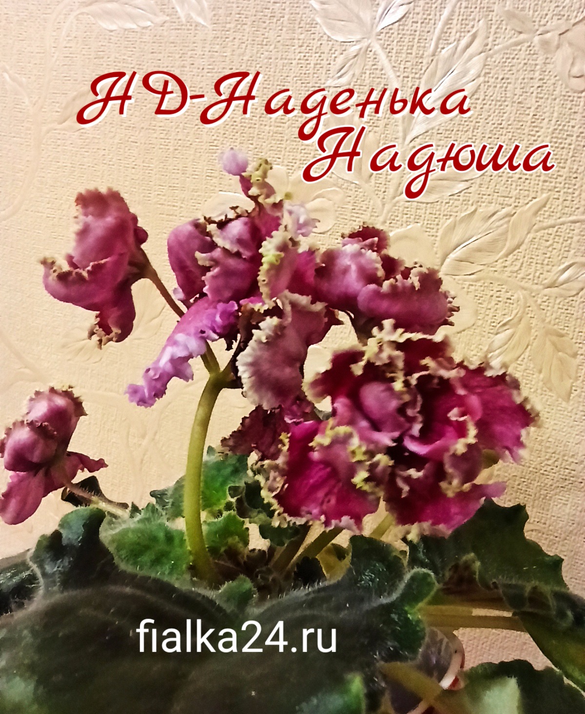 НД-Наденька-Надюша