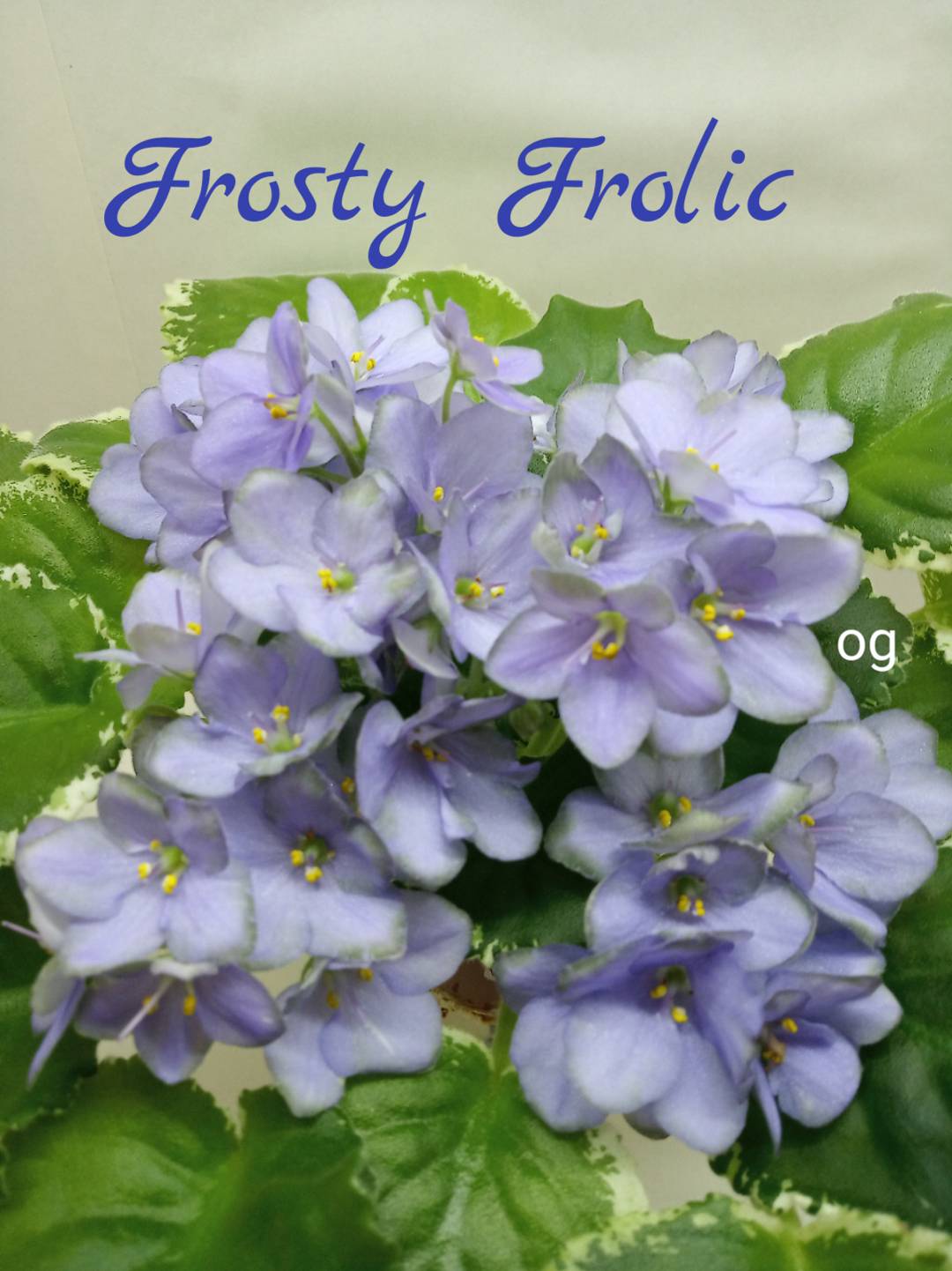 Frosty Frolic (Lyon)