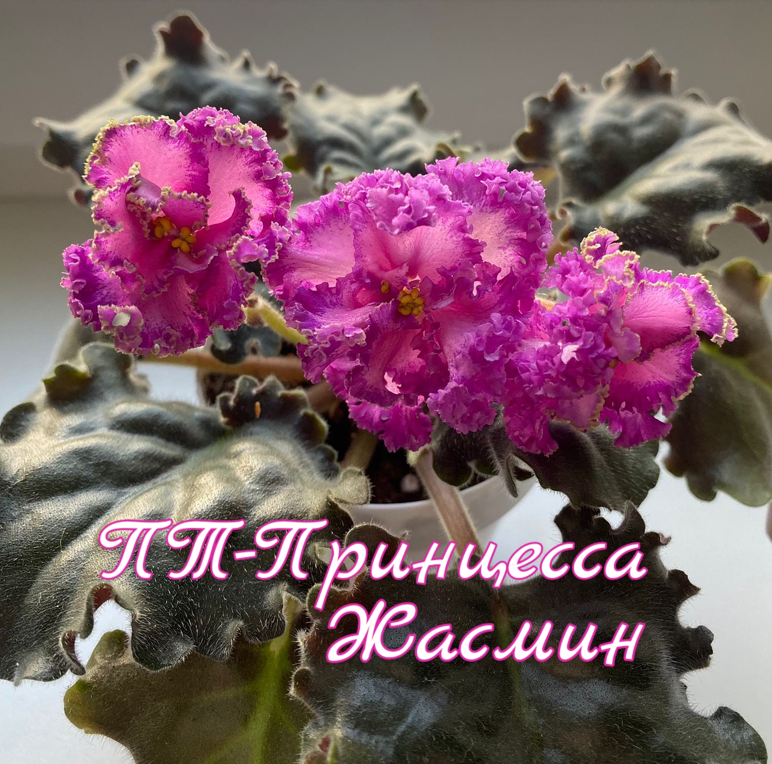 ПТ-Принцесса Жасмин