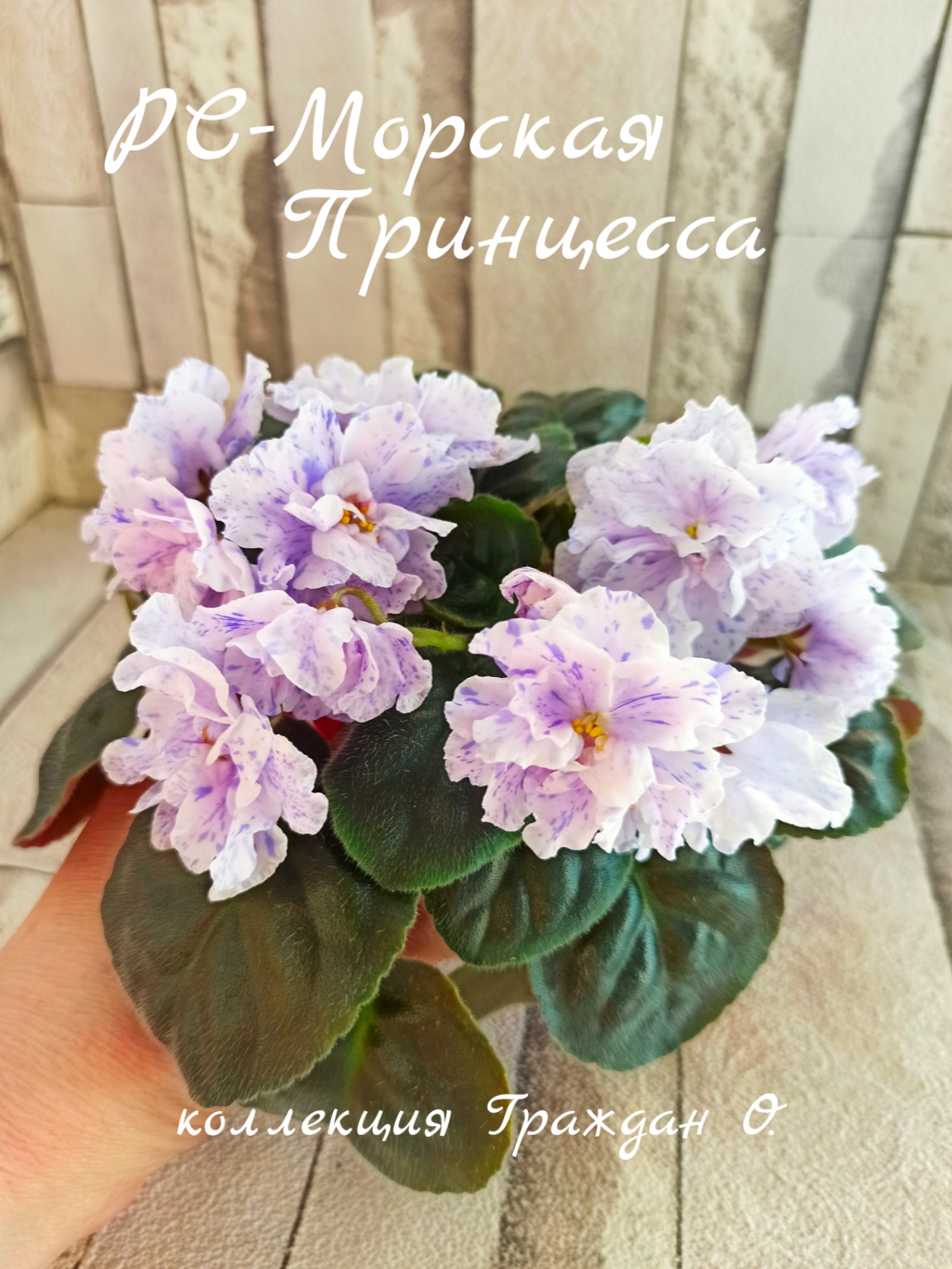РС-Морская Принцесса