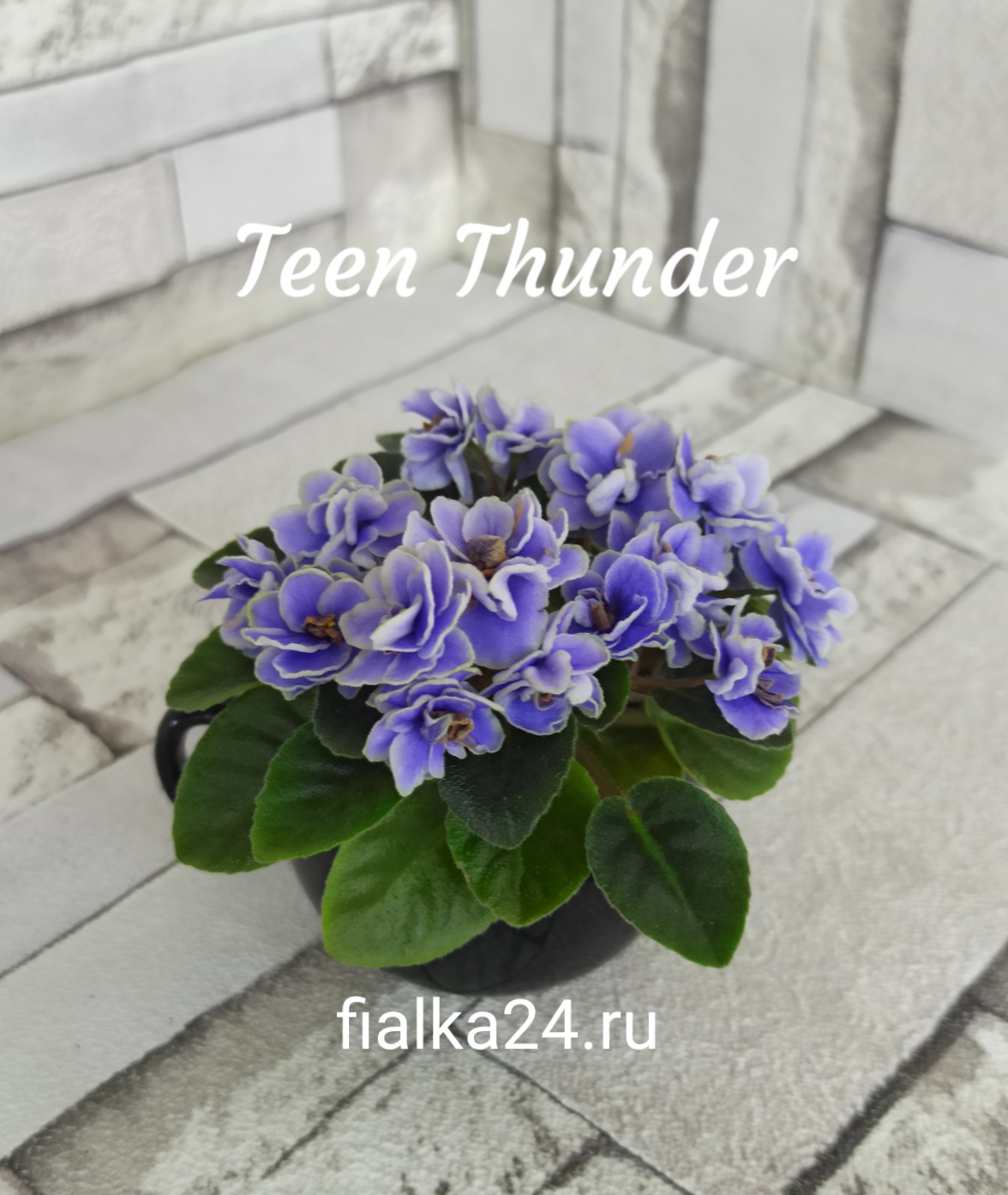 Teen Thunder (Pittman)