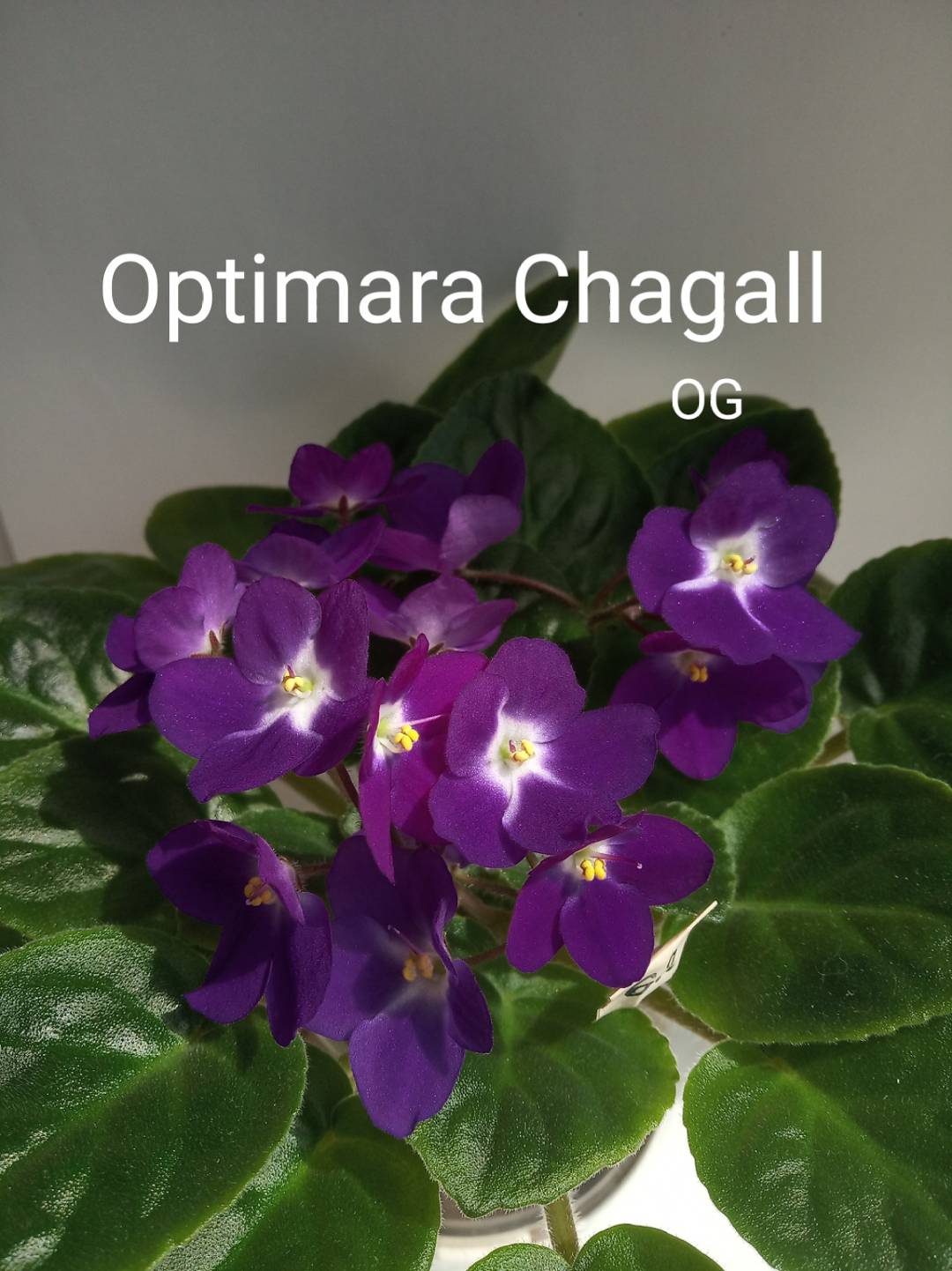 Optimara Chagall (Holtkamp)