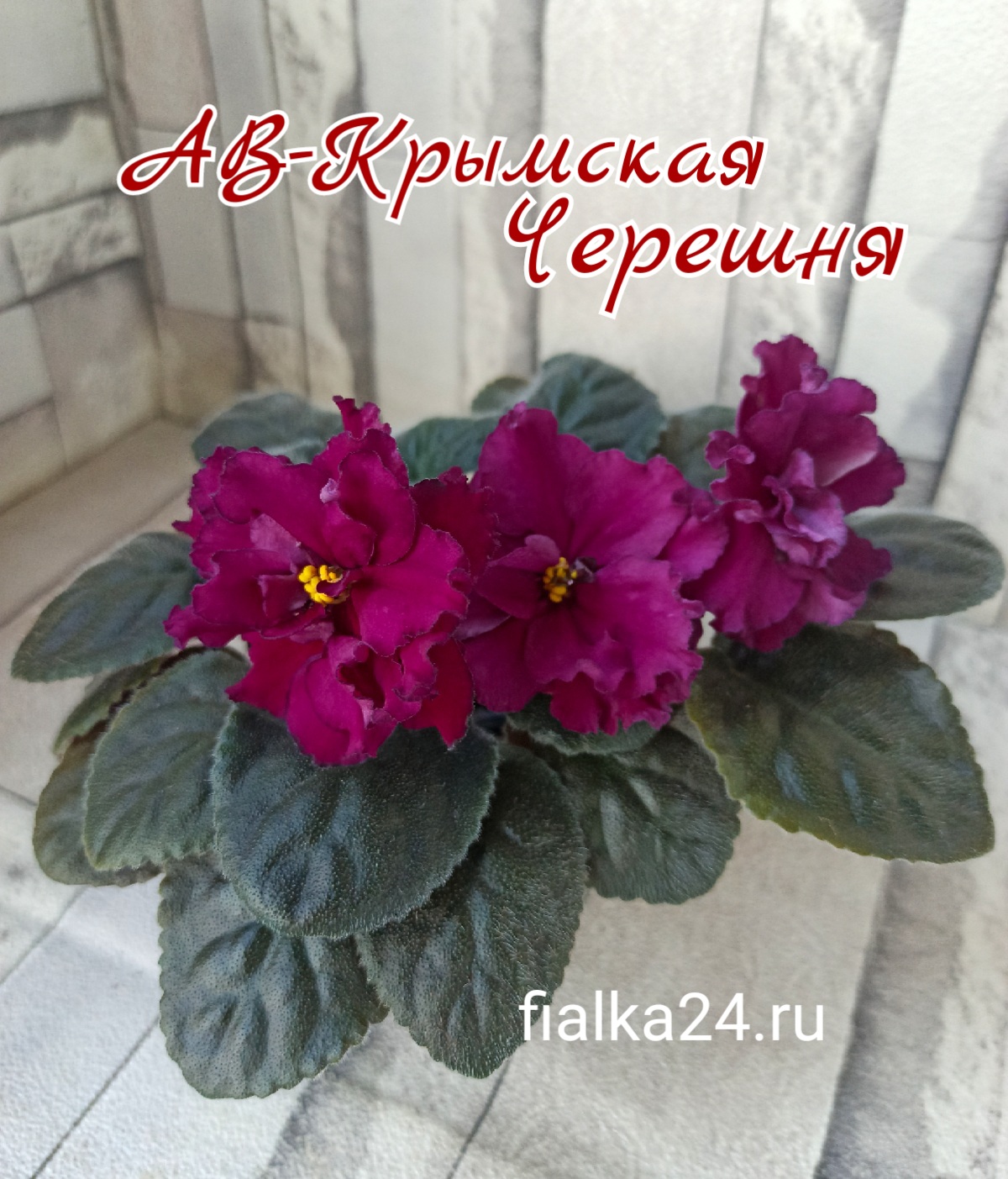 АВ-Крымская Черешня