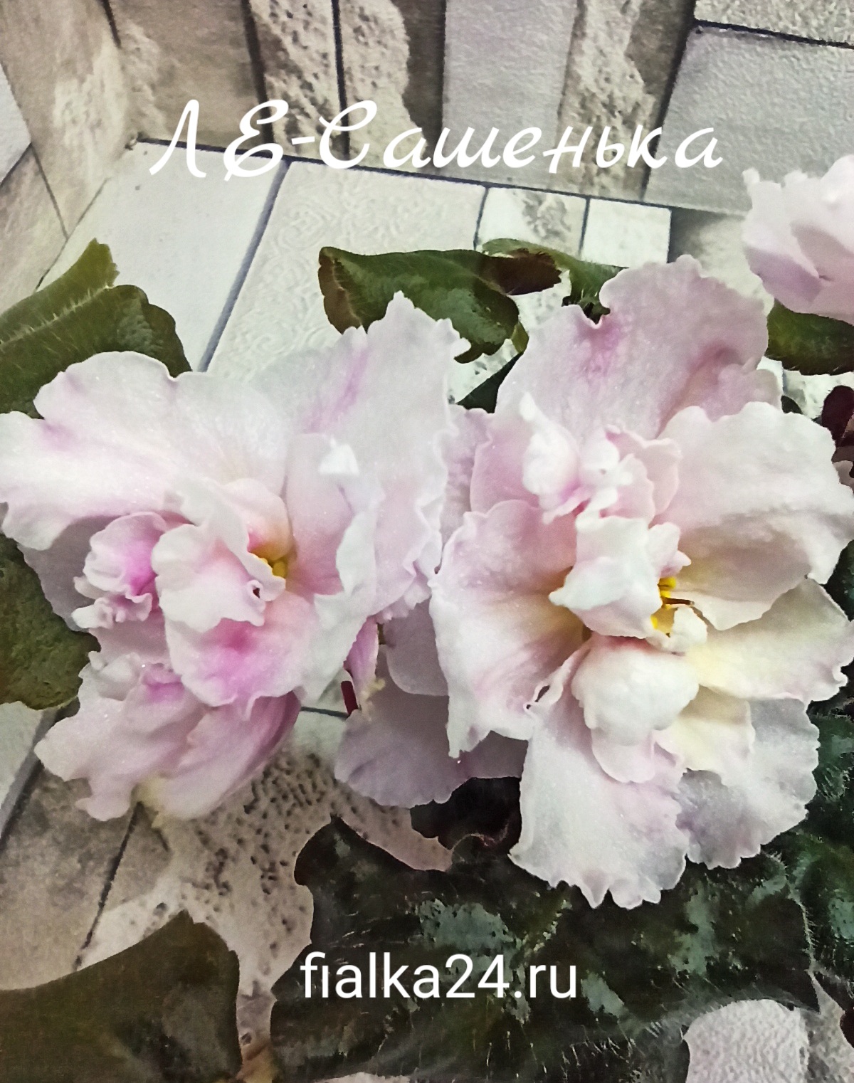 ЛЕ-Сашенька