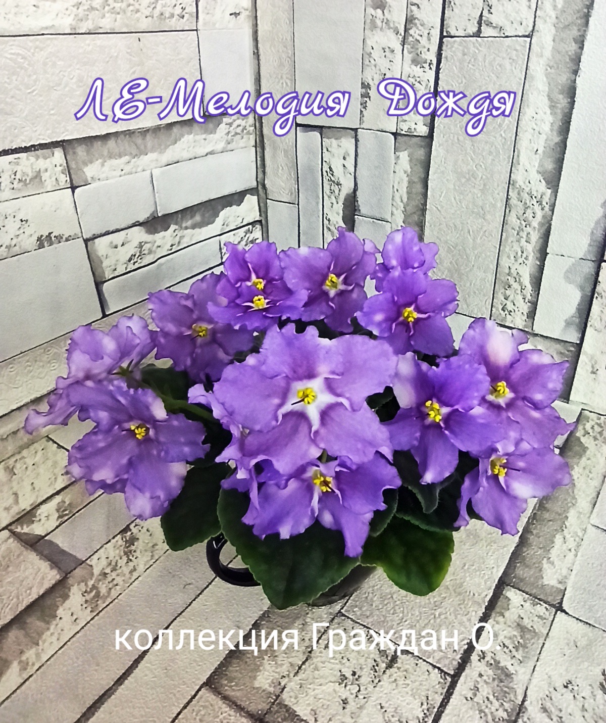 ЛЕ-Мелодия Дождя