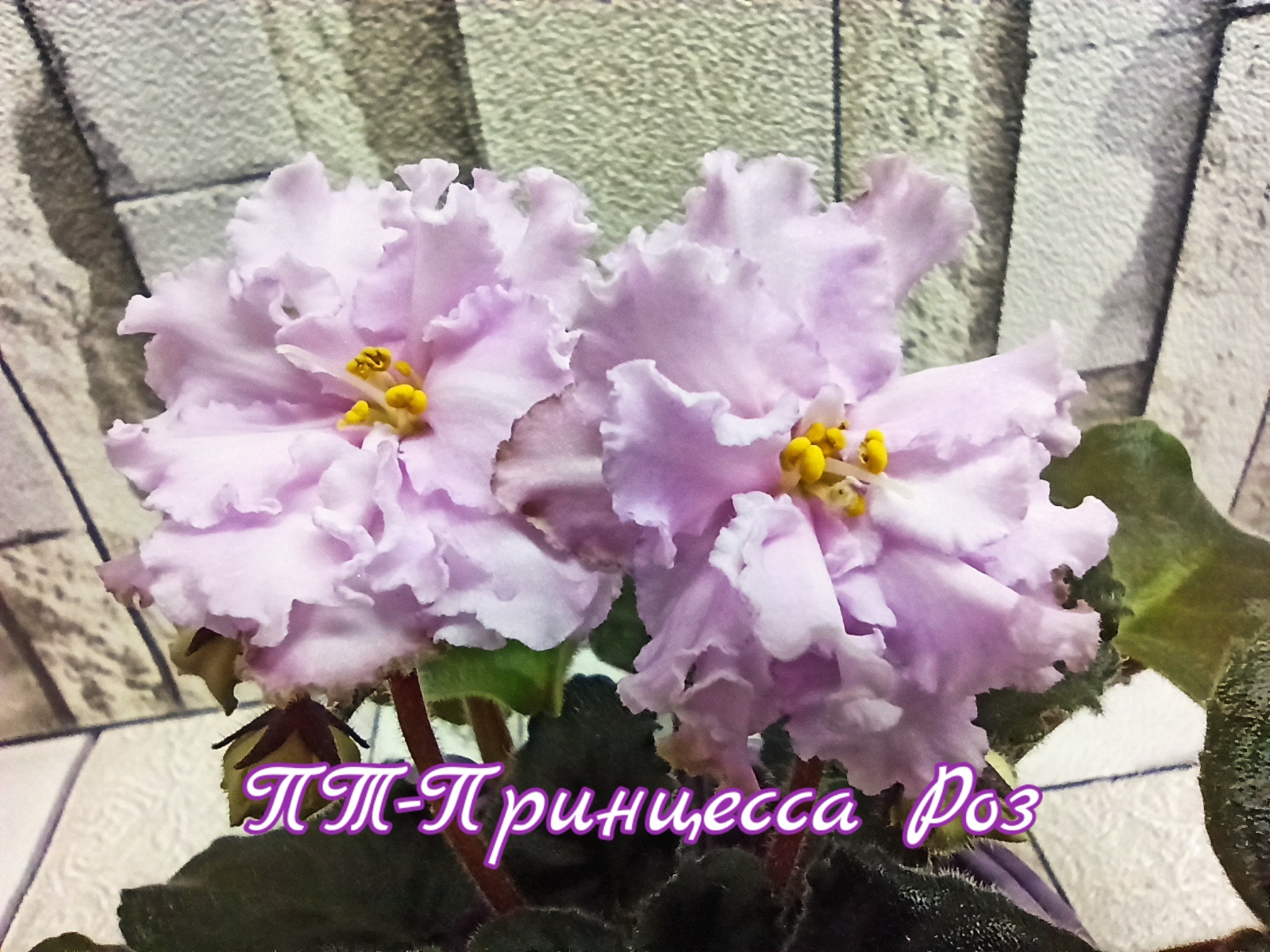 ПТ-Принцесса Роз