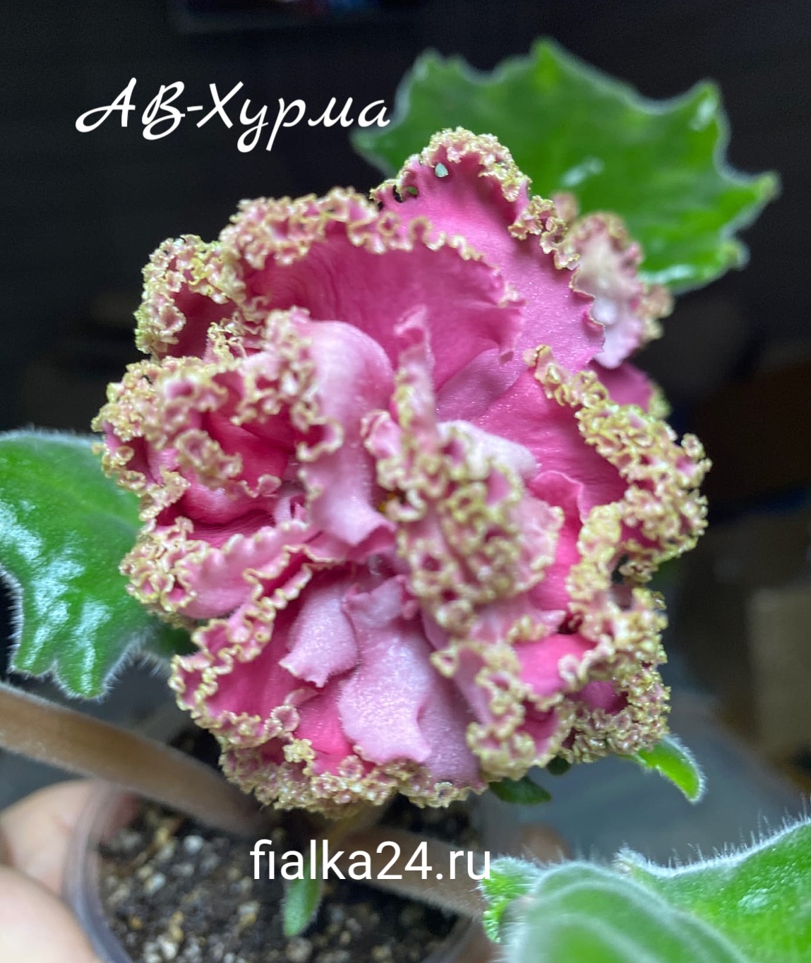 АВ-Хурма