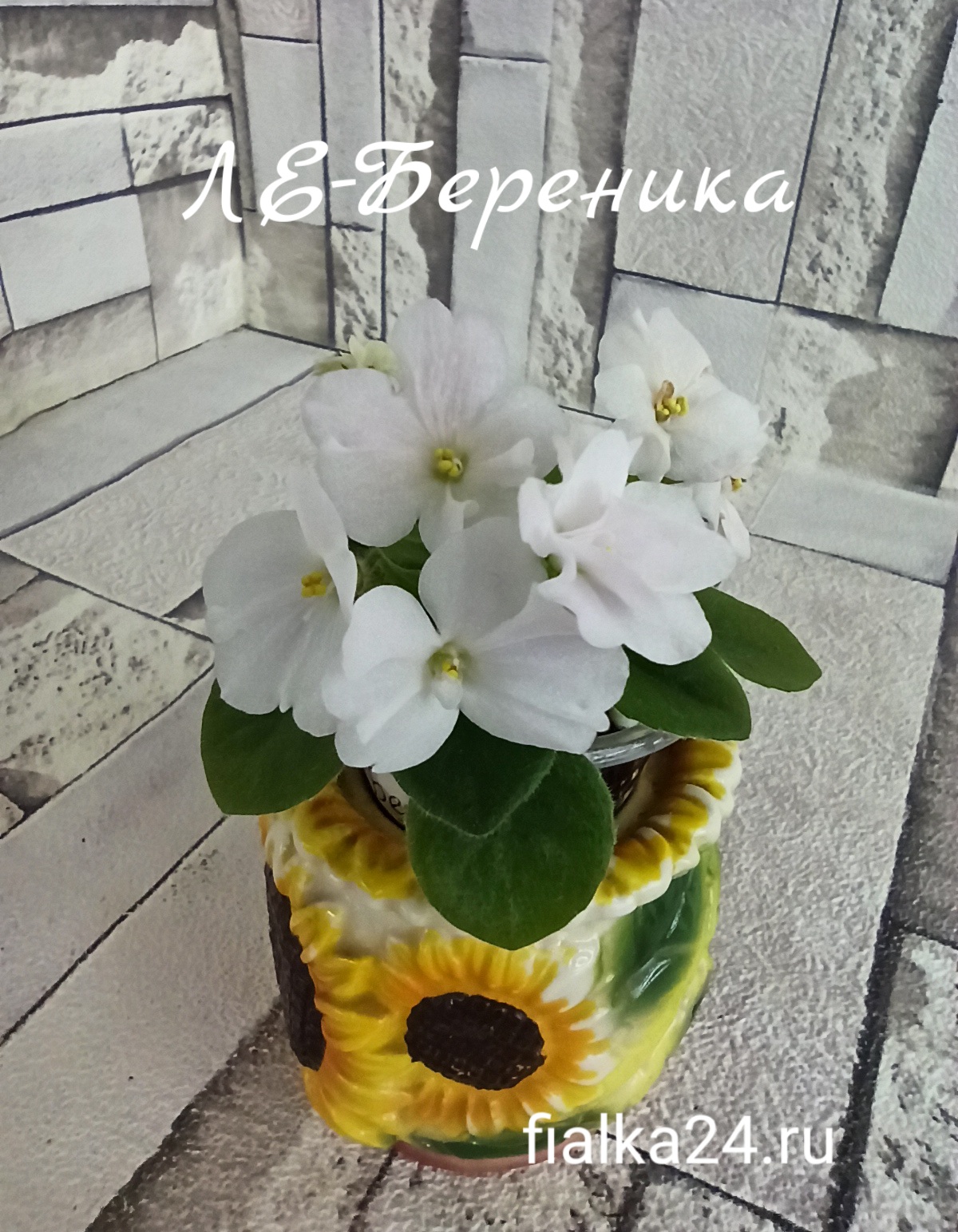 ЛЕ-Береника