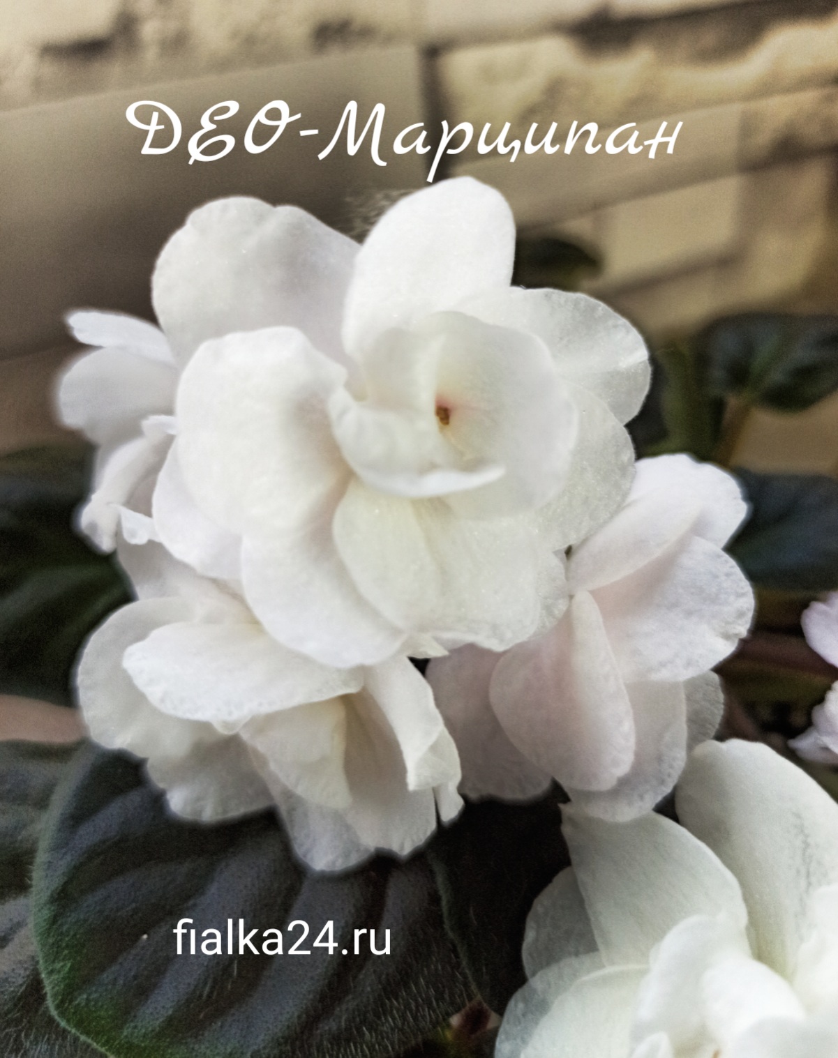 ДЕО-Марципан (О. Аксенкина)