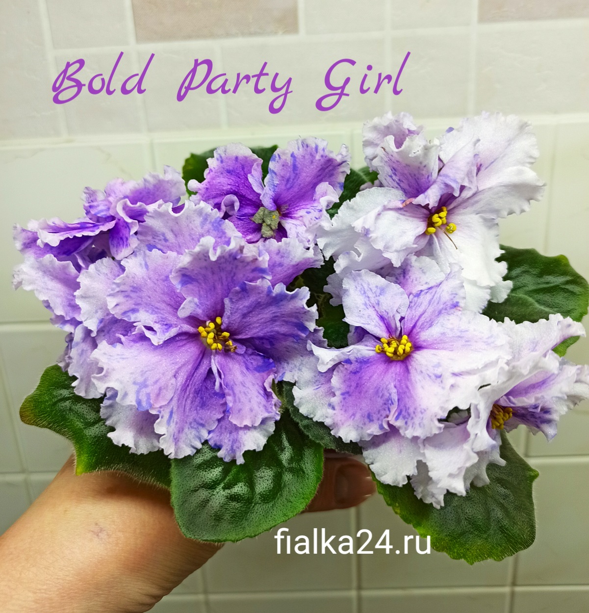 Bold Party Girl (LLG/Sorano)