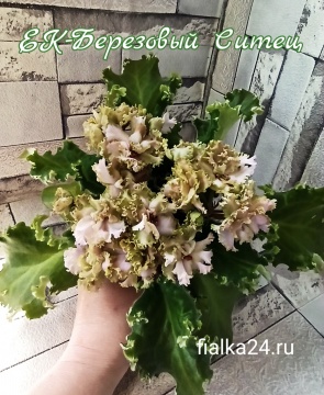 ЕК-Березовый Ситец