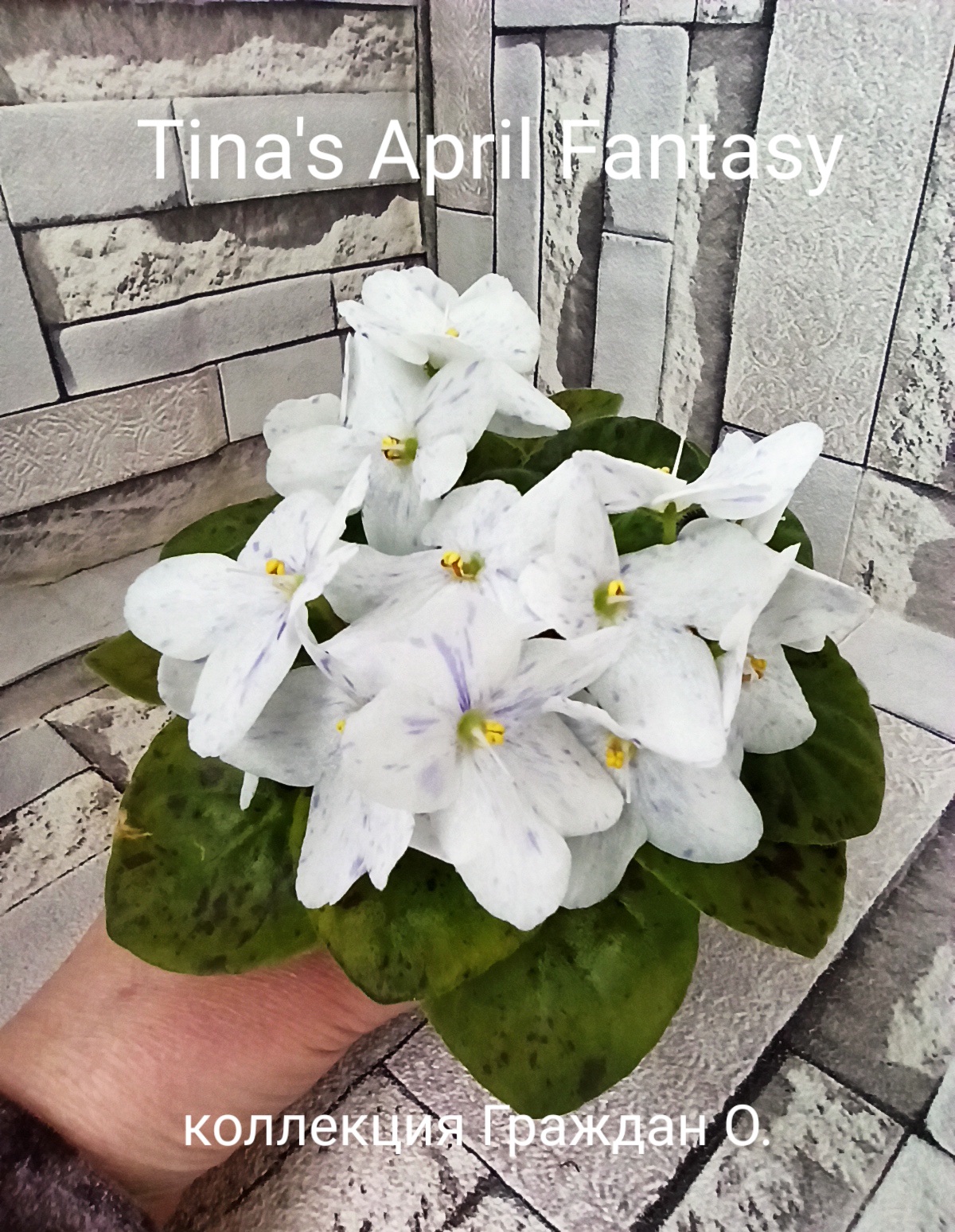 Tina's April Fantasy (Elfstrom)