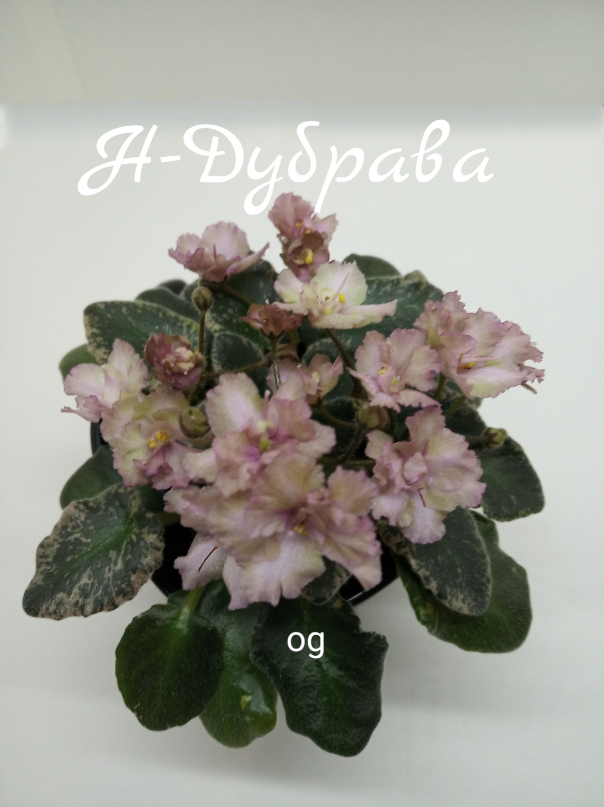 Н - Дубрава