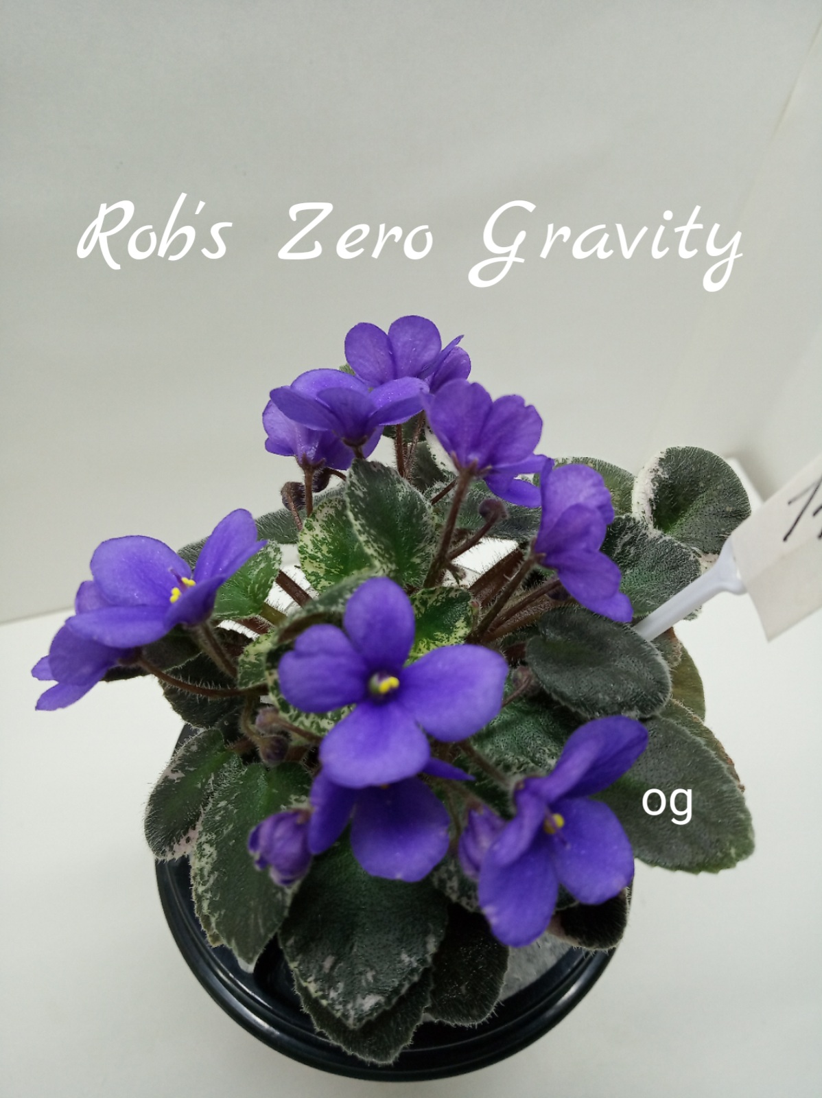 Rob’s Zero Gravity (Robinson)