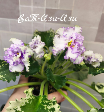 ВаТ-Изи-Изи