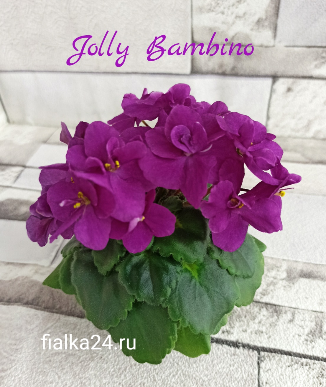 Jolly Bambino (Pittman)