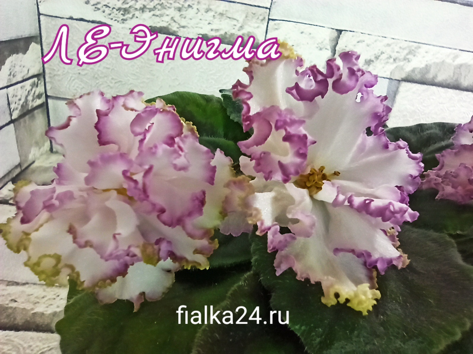 ЛЕ-Энигма 