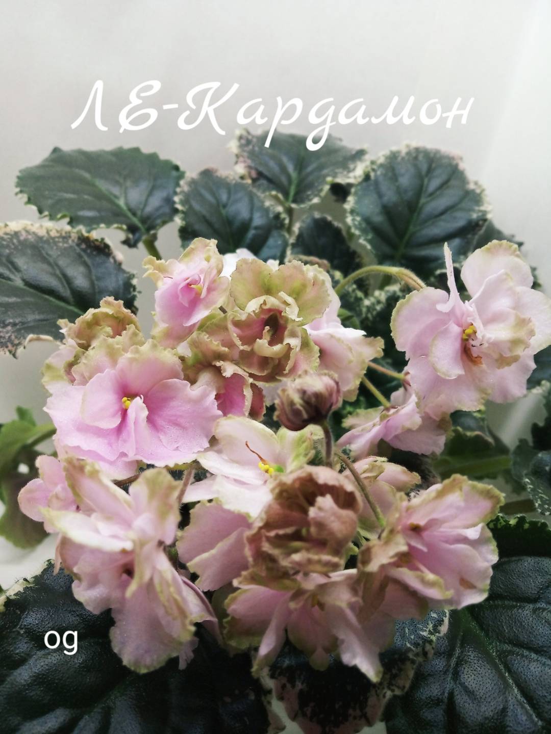 ЛЕ-Кардамон