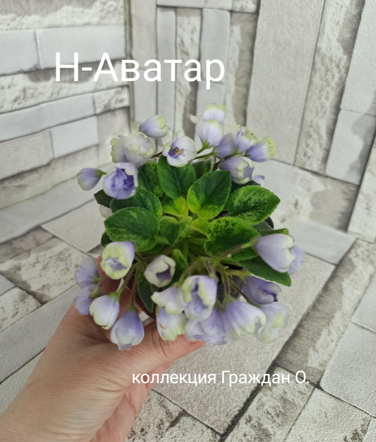 Н-Аватар