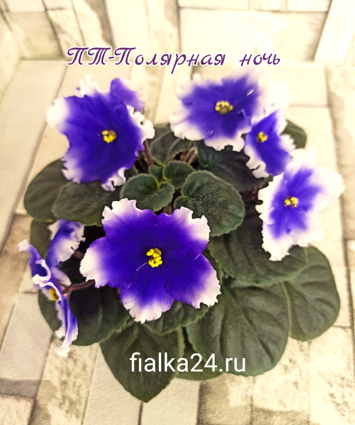 ПТ-Полярная Ночь