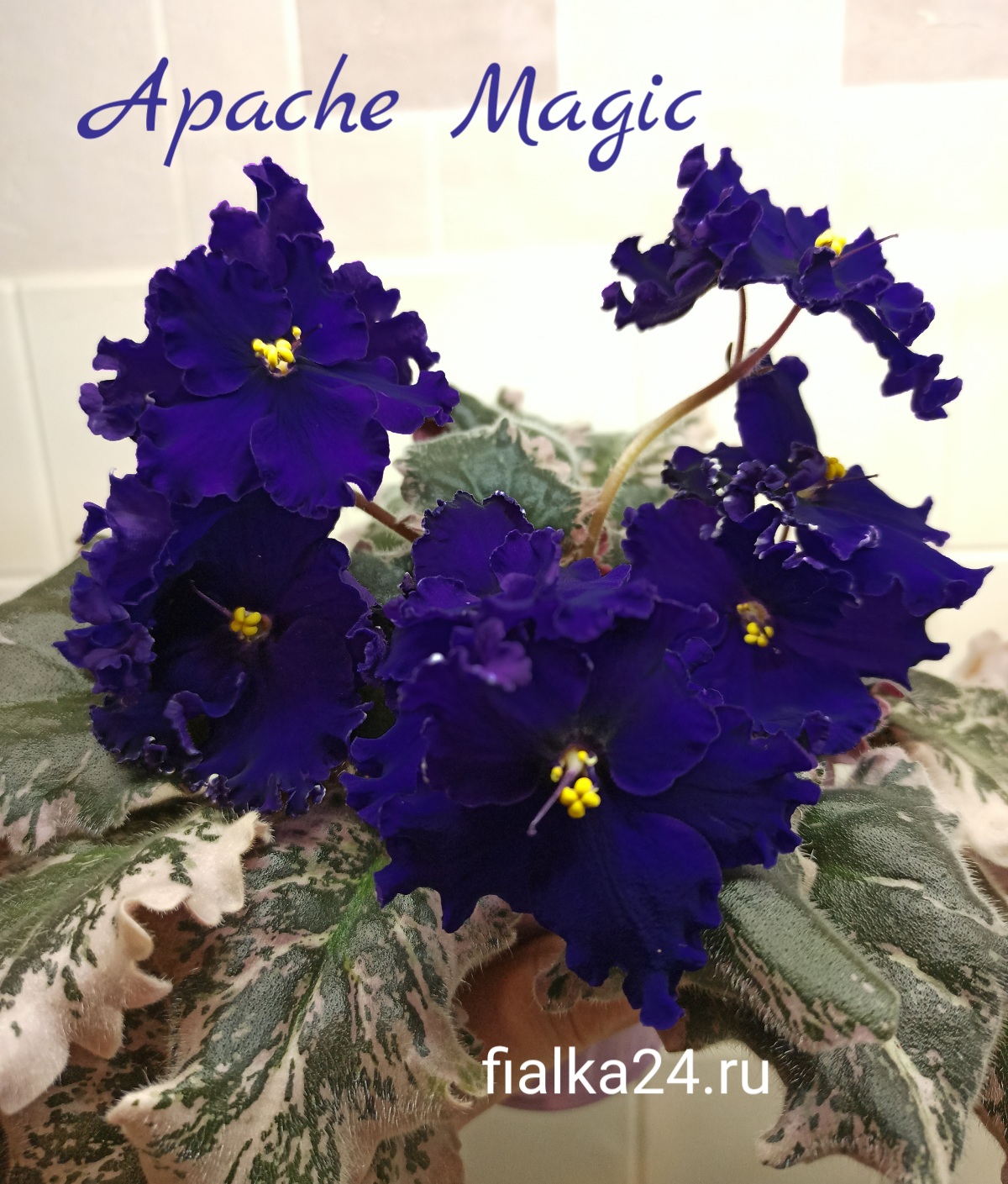 Apache Magic (J.Munk)