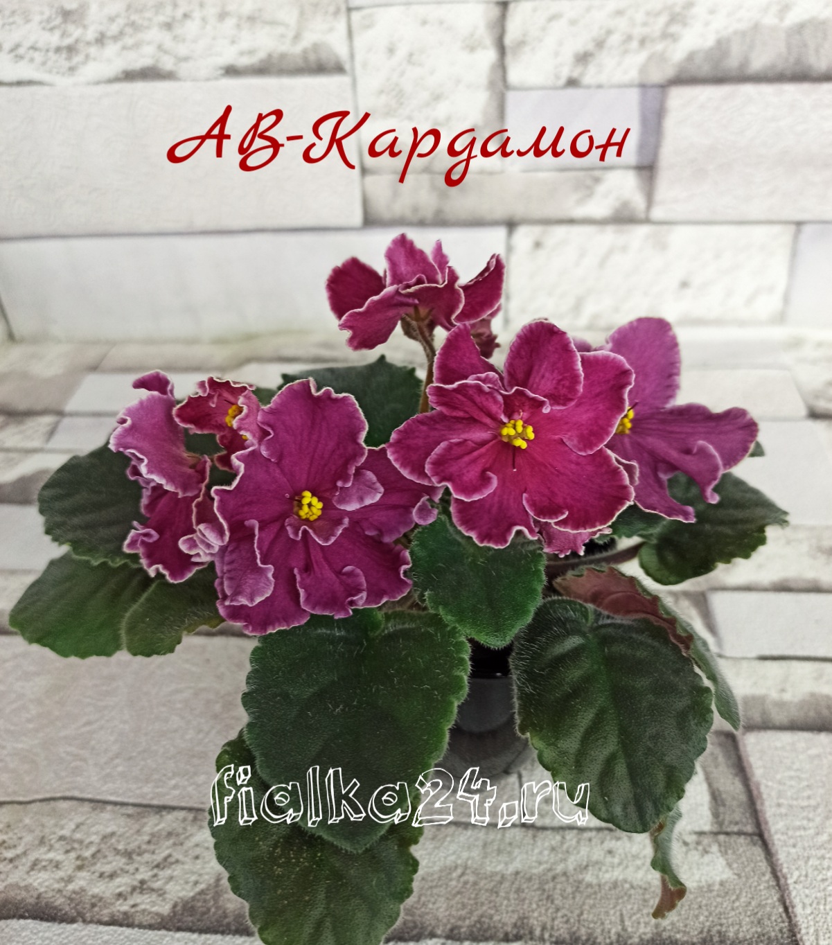 АВ-Кардамон